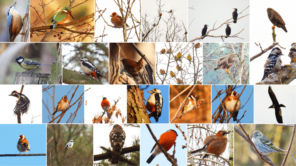 Ptaki w Topolinie - Masuria Warsaw